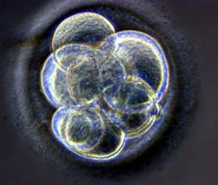 Embryon